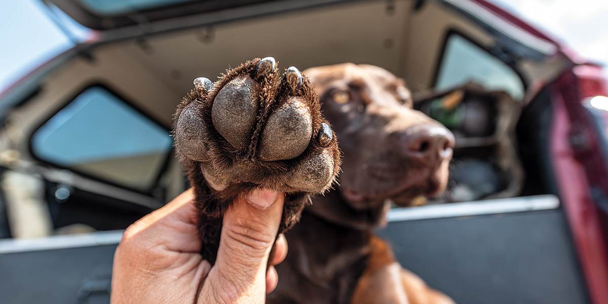 Hunting dog top paw protection